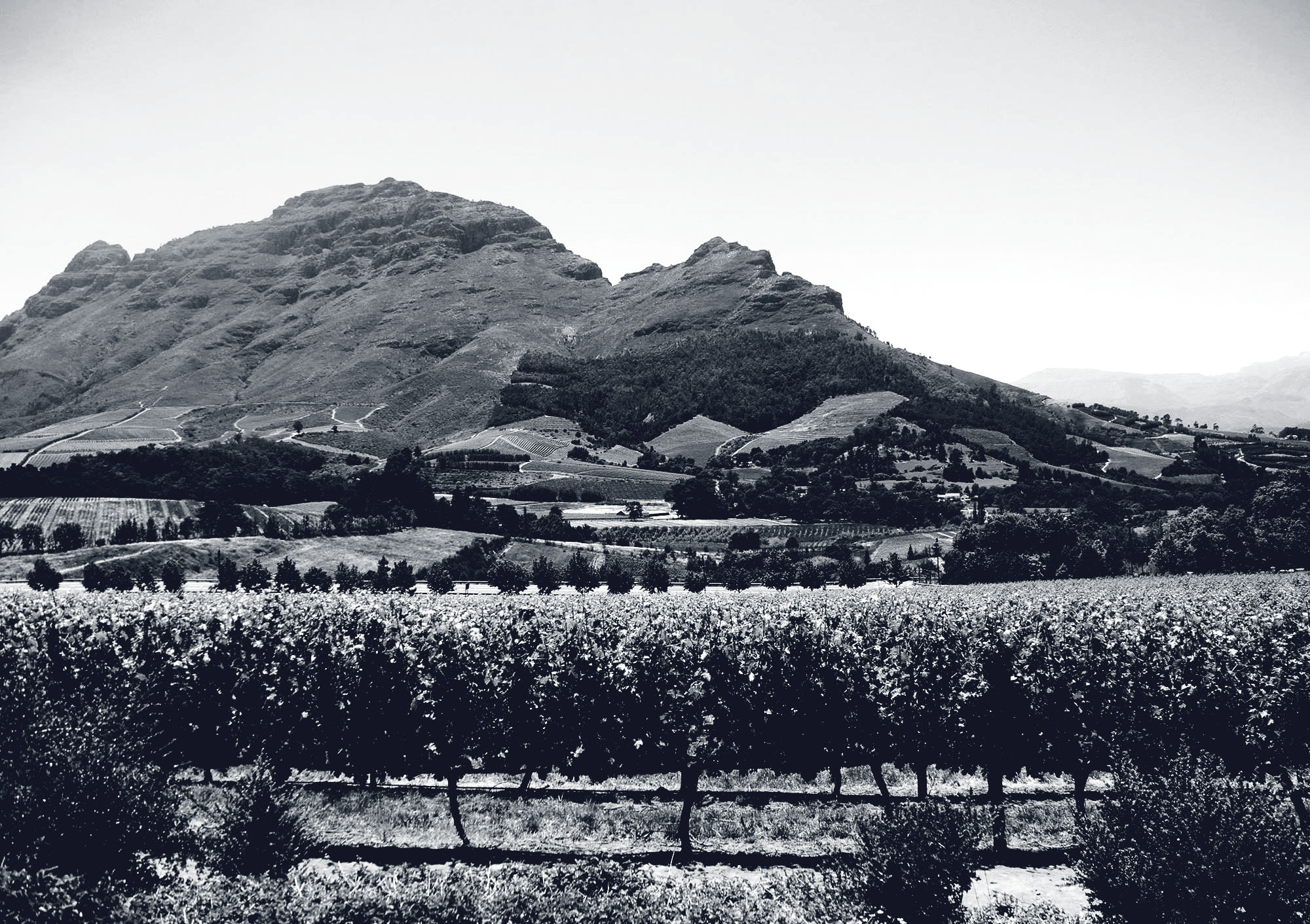 Mountain in the background, vineyard in the foreground. Shows one of Cape Classics' wineries.